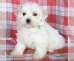 Small #2 Maltese