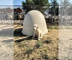 Small Photo #1 Great Pyrenees Puppy For Sale in LINCOLN, CA, USA