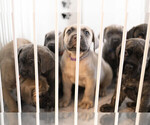 Small Cane Corso