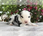 Puppy Opal Australian Shepherd