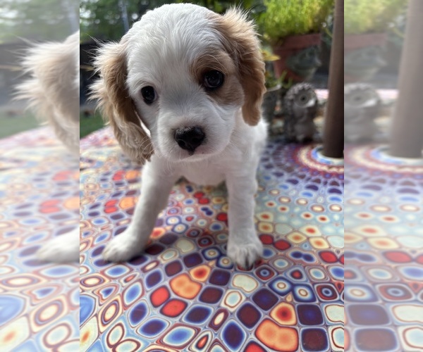 Medium Photo #2 Cavachon Puppy For Sale in OLYMPIA, WA, USA