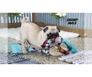 Pug Puppy for Sale in CLARE, Michigan USA