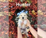 Puppy Hunter Golden Retriever