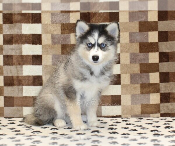 Medium Photo #5 Pomsky Puppy For Sale in DENVER, PA, USA