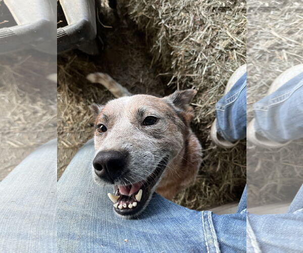 Medium Photo #3 Mutt Puppy For Sale in Garden City, NY, USA