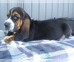 Small Photo #12 Basset Hound Puppy For Sale in PETERSBURG, IN, USA