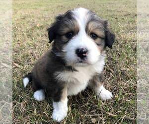 Medium Great Bernese