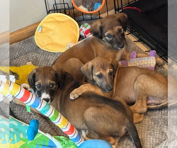 Medium Photo #6 Greyhound-Saluki Mix Puppy For Sale in Laramie, WY, USA