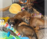 Small #5 Greyhound-Saluki Mix