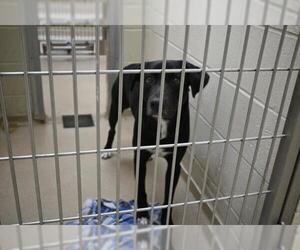 Labrador Retriever Dogs for adoption in Decatur, IL, USA