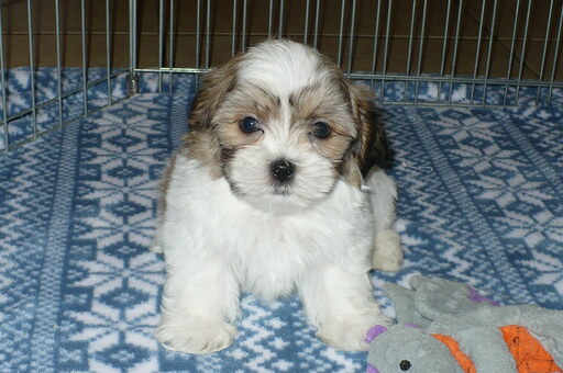 Medium Photo #1 Zuchon Puppy For Sale in ORO VALLEY, AZ, USA