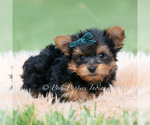Small Photo #32 Yorkshire Terrier Puppy For Sale in WARSAW, IN, USA