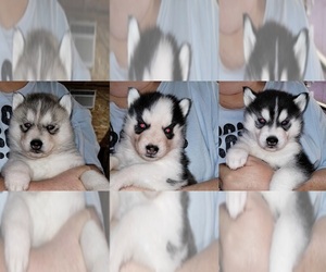 Siberian Husky Puppy for sale in KENNEWICK, WA, USA