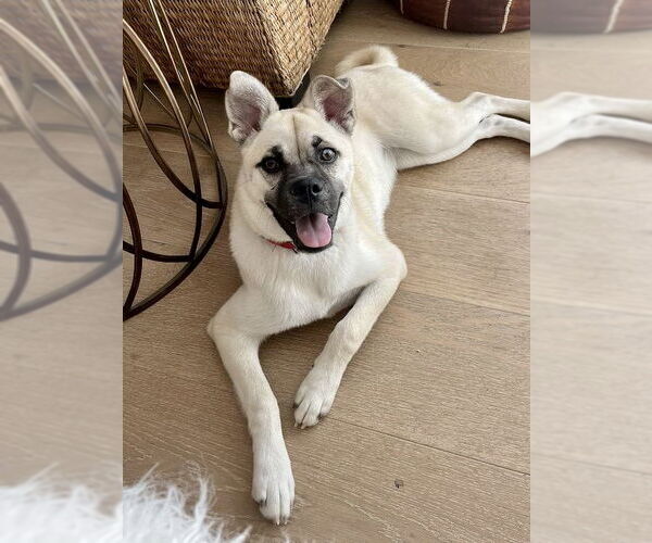 Medium Photo #4 Pug-Shiba Inu Mix Puppy For Sale in Dana Point, CA, USA