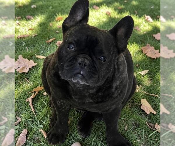 Medium Photo #9 French Bulldog Puppy For Sale in San Diego, CA, USA