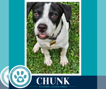 Small #8 American Bulldog Mix