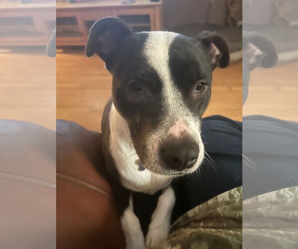 Medium Photo #2 American Pit Bull Terrier-Unknown Mix Puppy For Sale in Chandler, AZ, USA