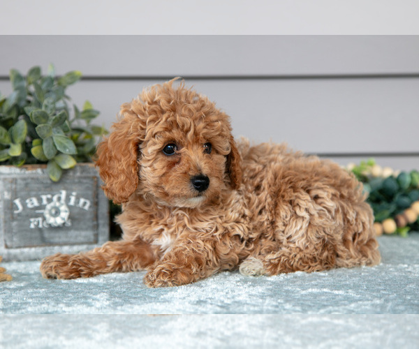 Medium Photo #2 Poodle (Miniature) Puppy For Sale in WOLCOTTVILLE, IN, USA