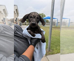 Bloodhound-Unknown Mix Dogs for adoption in Corpus Christi, TX, USA