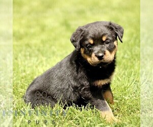 Rottweiler Puppy for sale in CHRISTIANA, PA, USA