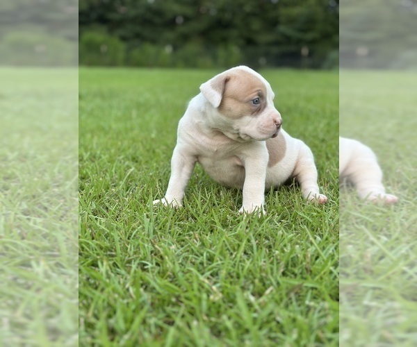 Medium Photo #5 American Bully Puppy For Sale in BEULAVILLE, NC, USA