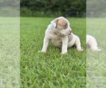 Small #4 American Bully