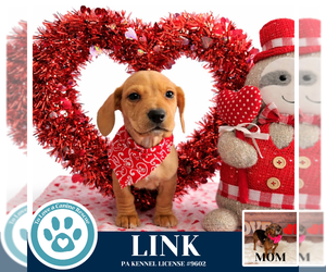 Doxle Dogs for adoption in Kimberton, PA, USA