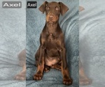 Small Photo #8 Doberman Pinscher Puppy For Sale in POMEROY, OH, USA