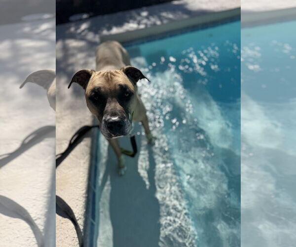 Medium Photo #3 Boxer-Unknown Mix Puppy For Sale in Chandler, AZ, USA