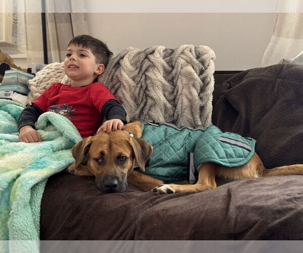 Medium Photo #10 Black Mouth Cur-Unknown Mix Puppy For Sale in Brewster, NY, USA