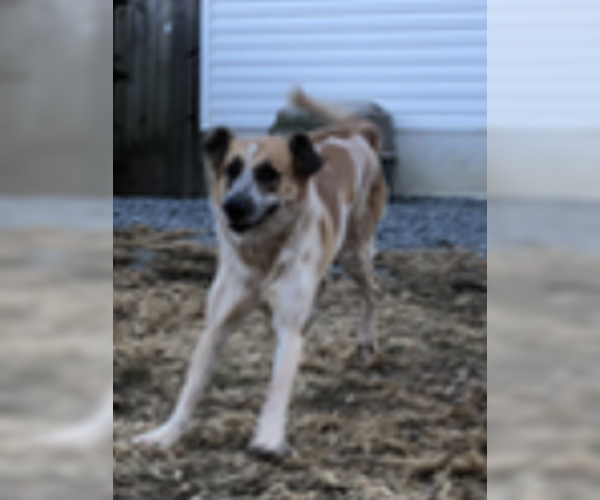 Medium Photo #4 Great Pyrenees Puppy For Sale in Thomasville, NC, USA