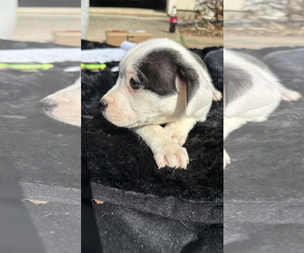 Medium Photo #11 American Pit Bull Terrier-Labrador Retriever Mix Puppy For Sale in Holly Springs, NC, USA