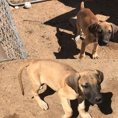 Great Dane Puppy for sale in HESPERIA, CA, USA