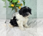 Small #2 ShihPoo