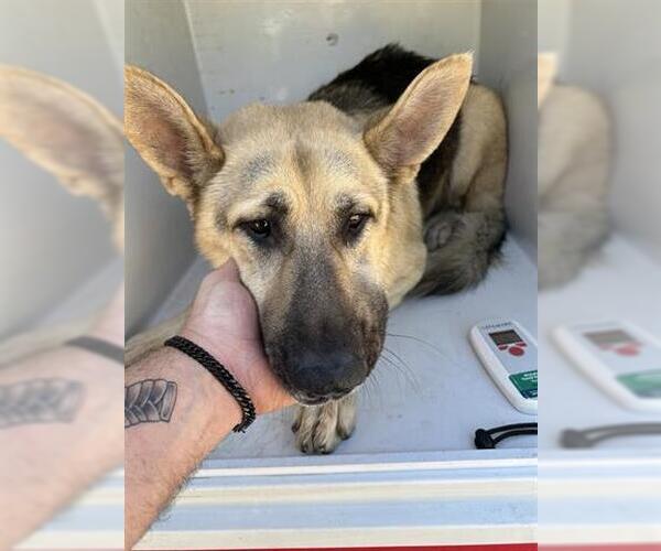 Medium Photo #1 German Shepherd Dog Puppy For Sale in Houston, TX, USA