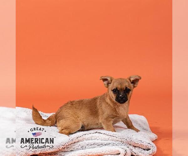 Medium Photo #1 Chug Puppy For Sale in Corona, CA, USA