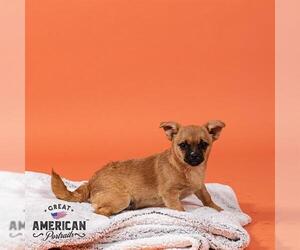 Chug Dogs for adoption in Corona, CA, USA