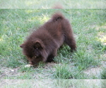 Small Photo #3 Pomeranian Puppy For Sale in EMPIRE STATE, NY, USA