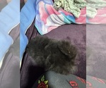 Small #2 Pomeranian