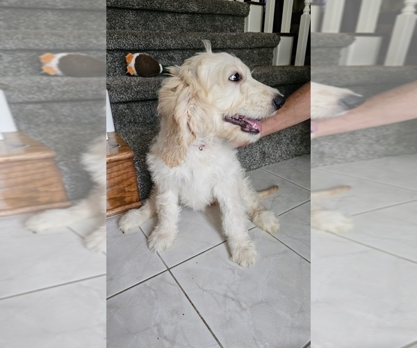 Medium Photo #11 Goldendoodle Puppy For Sale in KATY, TX, USA