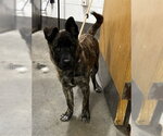 Small Holland Shepherd Mix