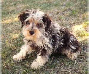 Schnauzer (Miniature) Puppy for sale in BARNESVILLE, KS, USA