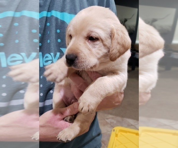 Medium Photo #21 Labrador Retriever Puppy For Sale in OLYMPIA, WA, USA