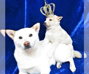 Shiba Inu Puppy for sale in NORWOOD, MO, USA