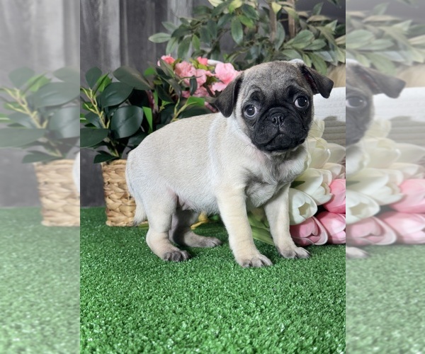 Medium Photo #5 Pug Puppy For Sale in CANOGA, NY, USA