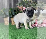 Small #4 Pug