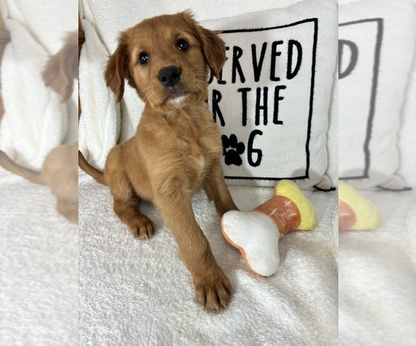 Medium Photo #4 Golden Retriever Puppy For Sale in GREENFIELD, IN, USA
