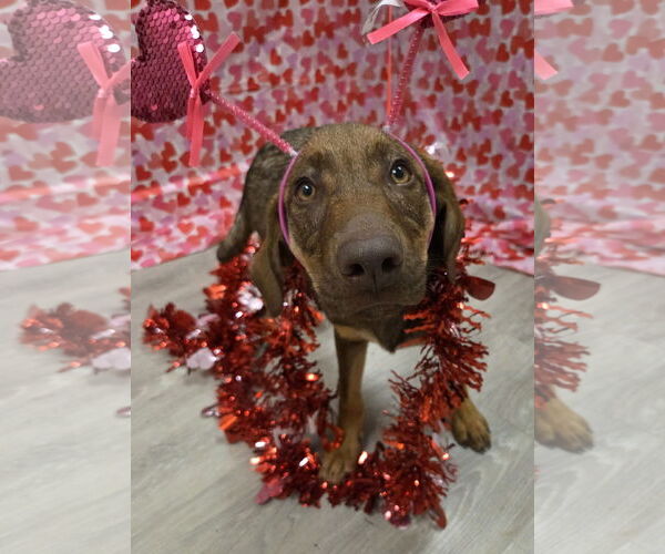 Medium Photo #1 Doberman Pinscher-Labrador Retriever Mix Puppy For Sale in Attalka, AL, USA