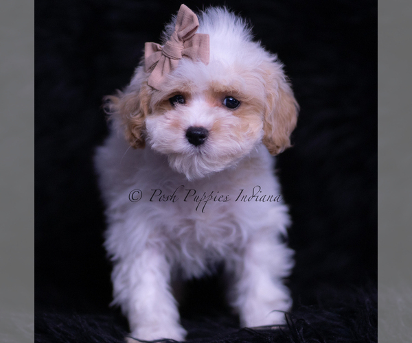 Medium Photo #3 Maltipoo (Toy) Puppy For Sale in WARSAW, IN, USA
