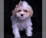Small #2 Maltipoo (Toy)